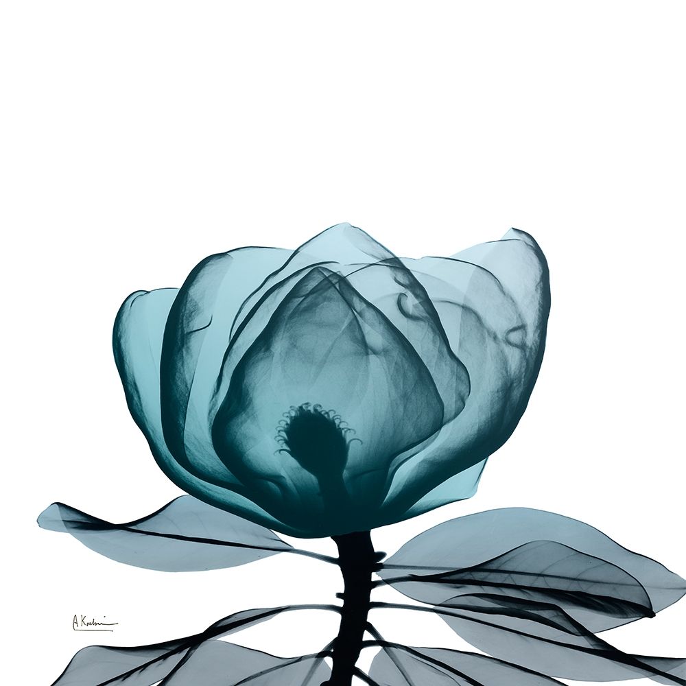 Midnight Magnolia 1 art print by Albert Koetsier for $57.95 CAD