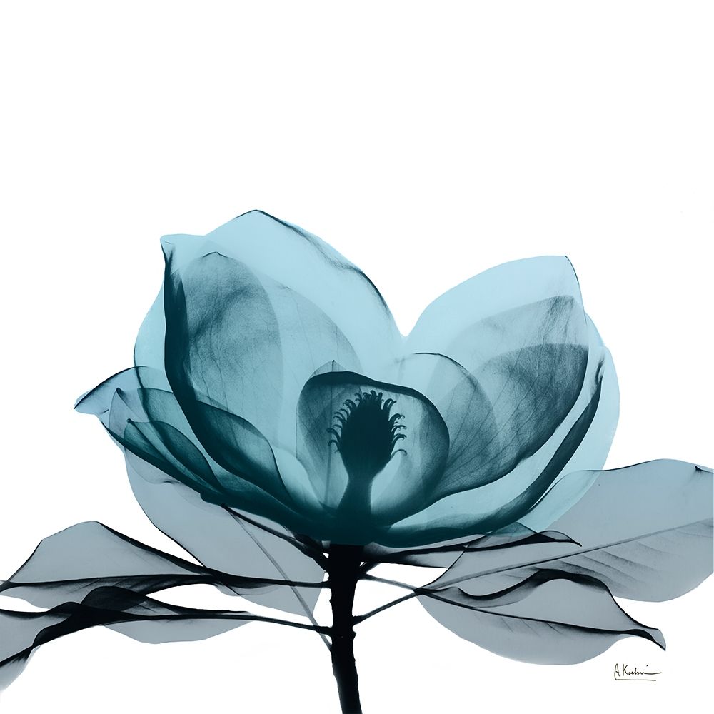Midnight Magnolia 2 art print by Albert Koetsier for $57.95 CAD