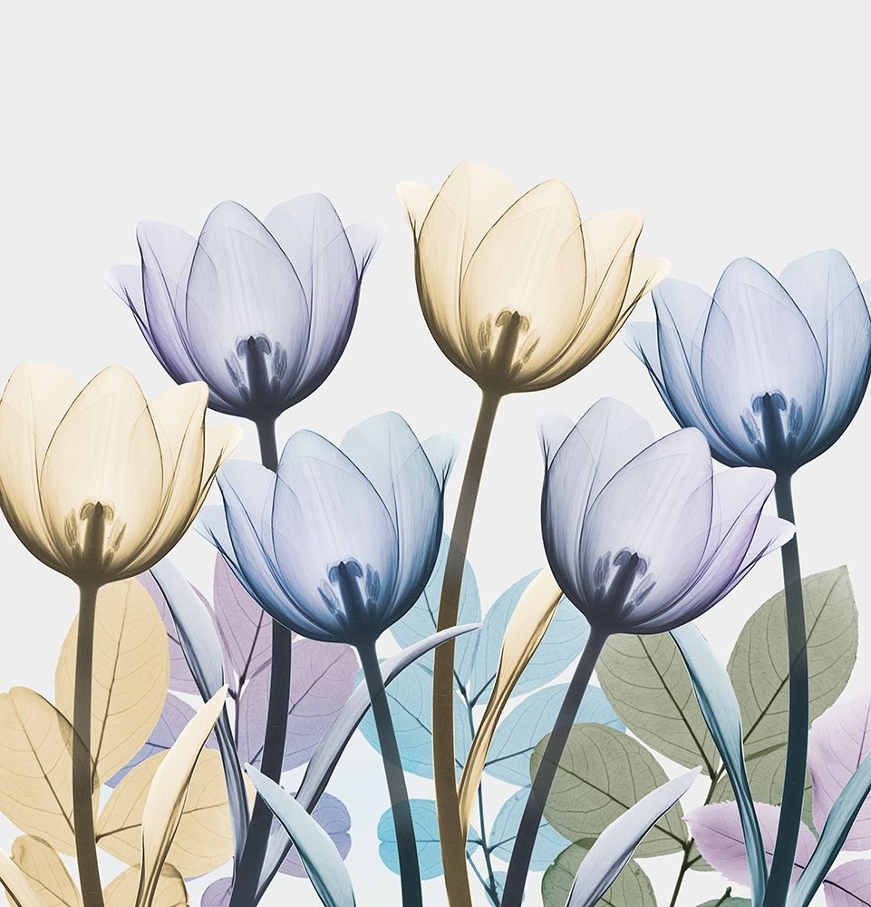 Tulip Collage 1 art print by Albert Koetsier for $57.95 CAD