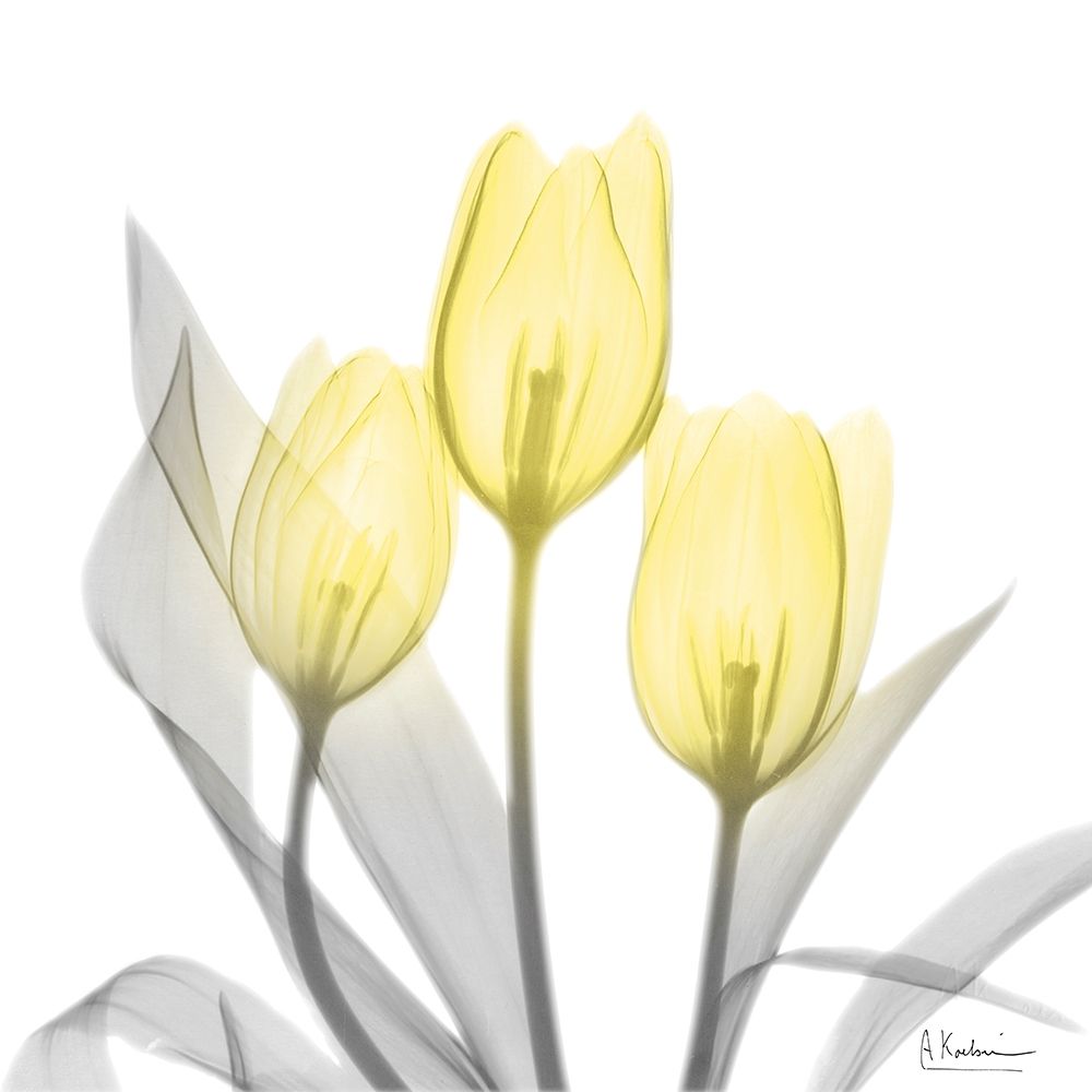 Brilliant Tulips 1 art print by Albert Koetsier for $57.95 CAD