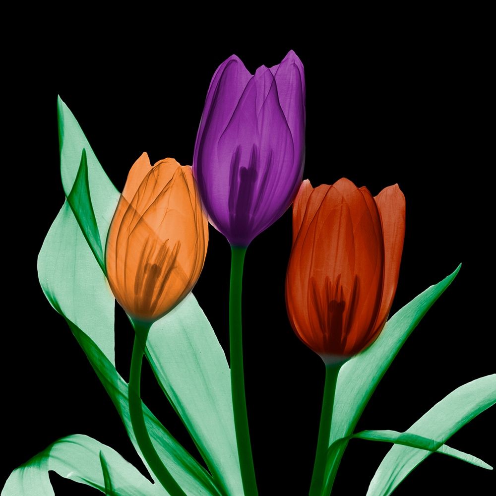 Jeweled Tulips 3 art print by Albert Koetsier for $57.95 CAD