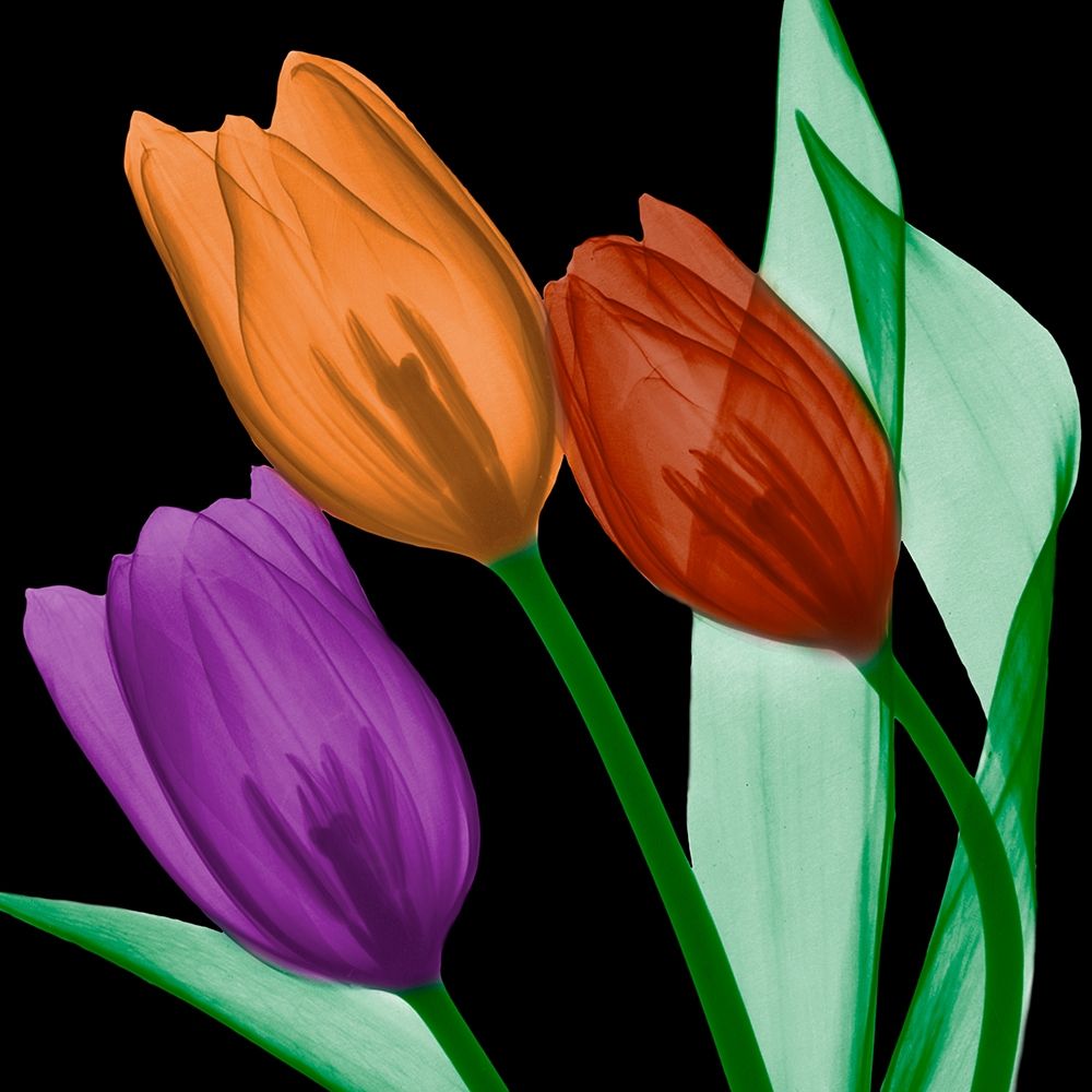 Jeweled Tulips 4 art print by Albert Koetsier for $57.95 CAD