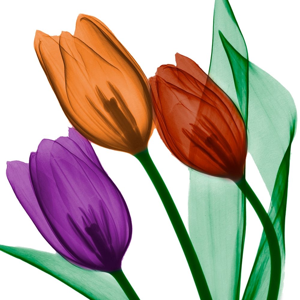 Jeweled Tulips 2 art print by Albert Koetsier for $57.95 CAD