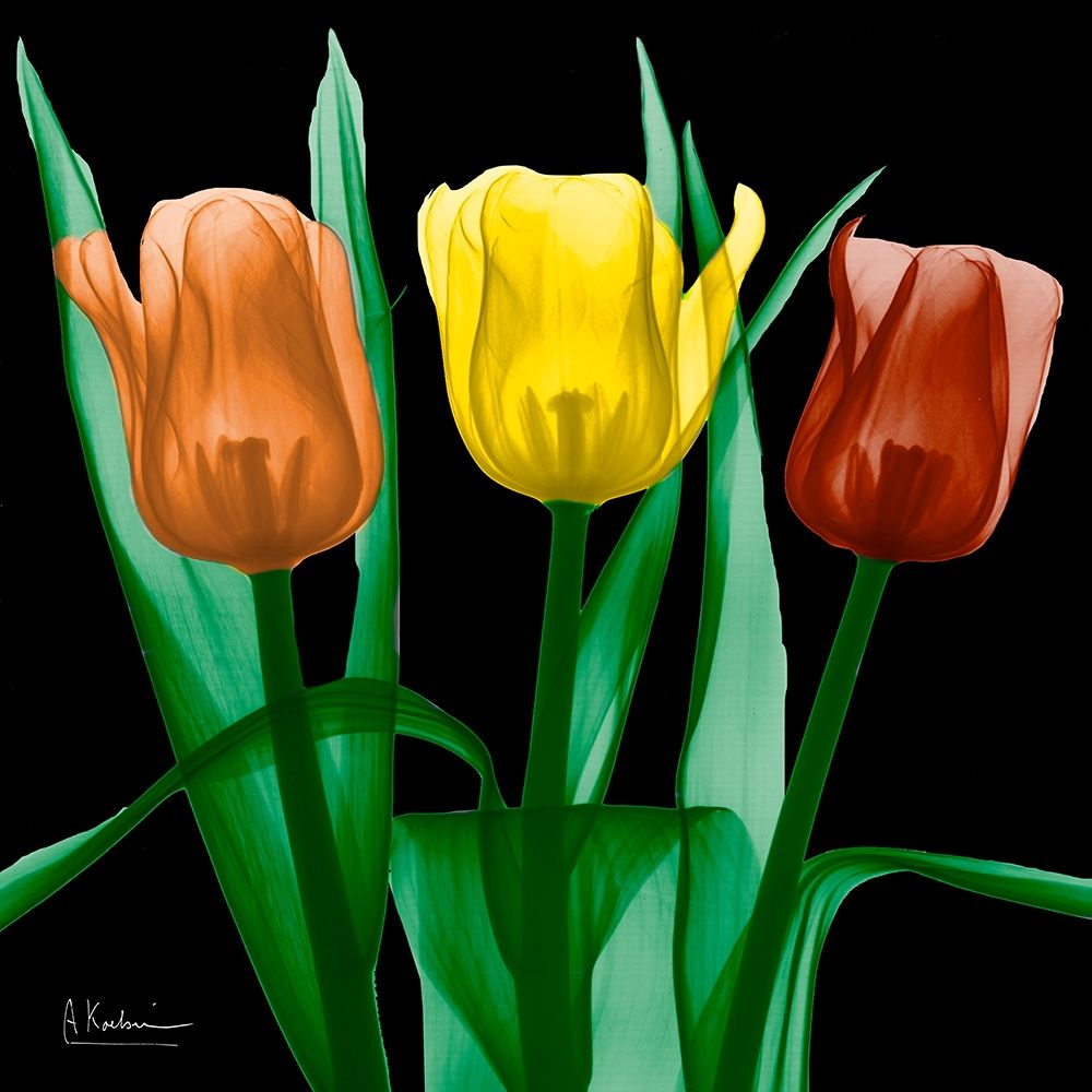 Jewel Embellished Tulips 4 art print by Albert Koetsier for $57.95 CAD