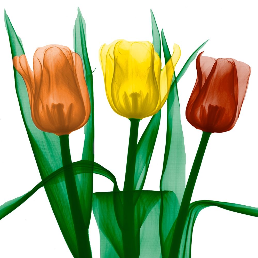 Jewel Embellished Tulips 2 art print by Albert Koetsier for $57.95 CAD