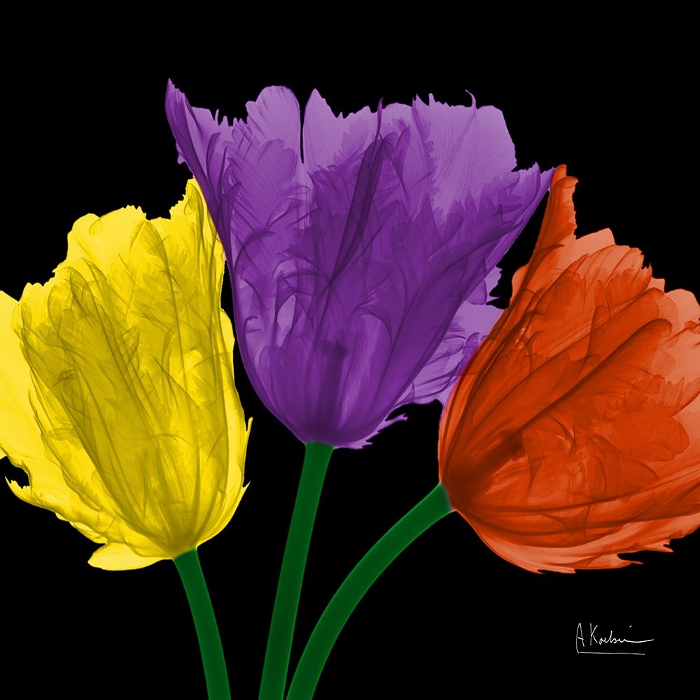 Shiny Jewel Tulips 3 art print by Albert Koetsier for $57.95 CAD