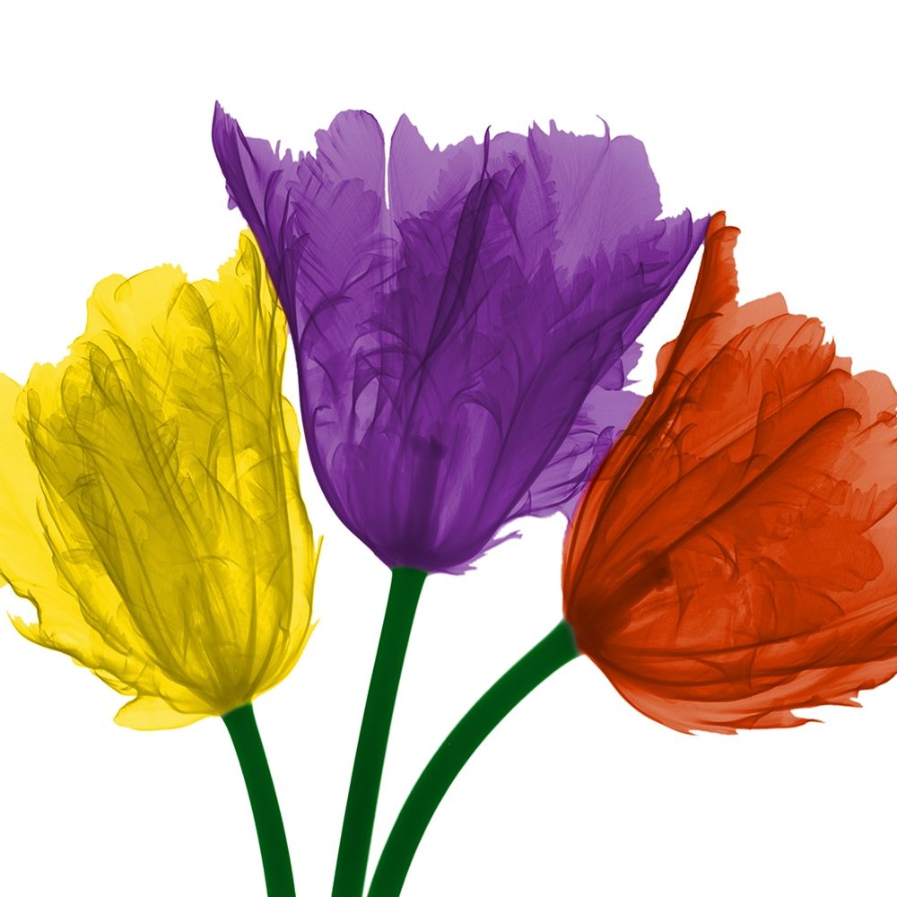 Shiny Jewel Tulips 1 art print by Albert Koetsier for $57.95 CAD