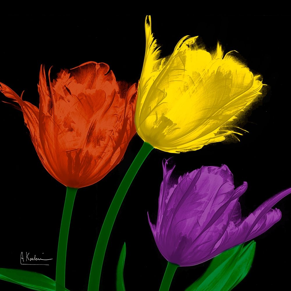 Shiny Jewel Tulips 4 art print by Albert Koetsier for $57.95 CAD