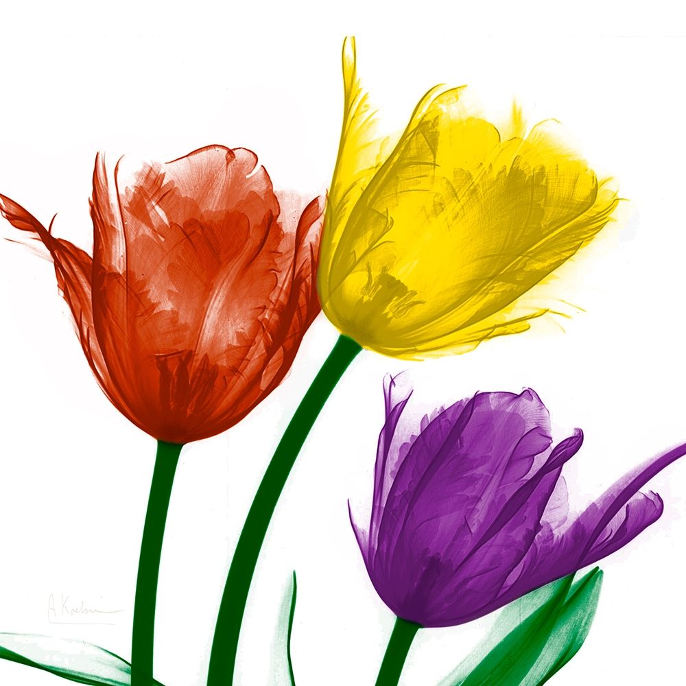 Shiny Jewel Tulips 2 art print by Albert Koetsier for $57.95 CAD