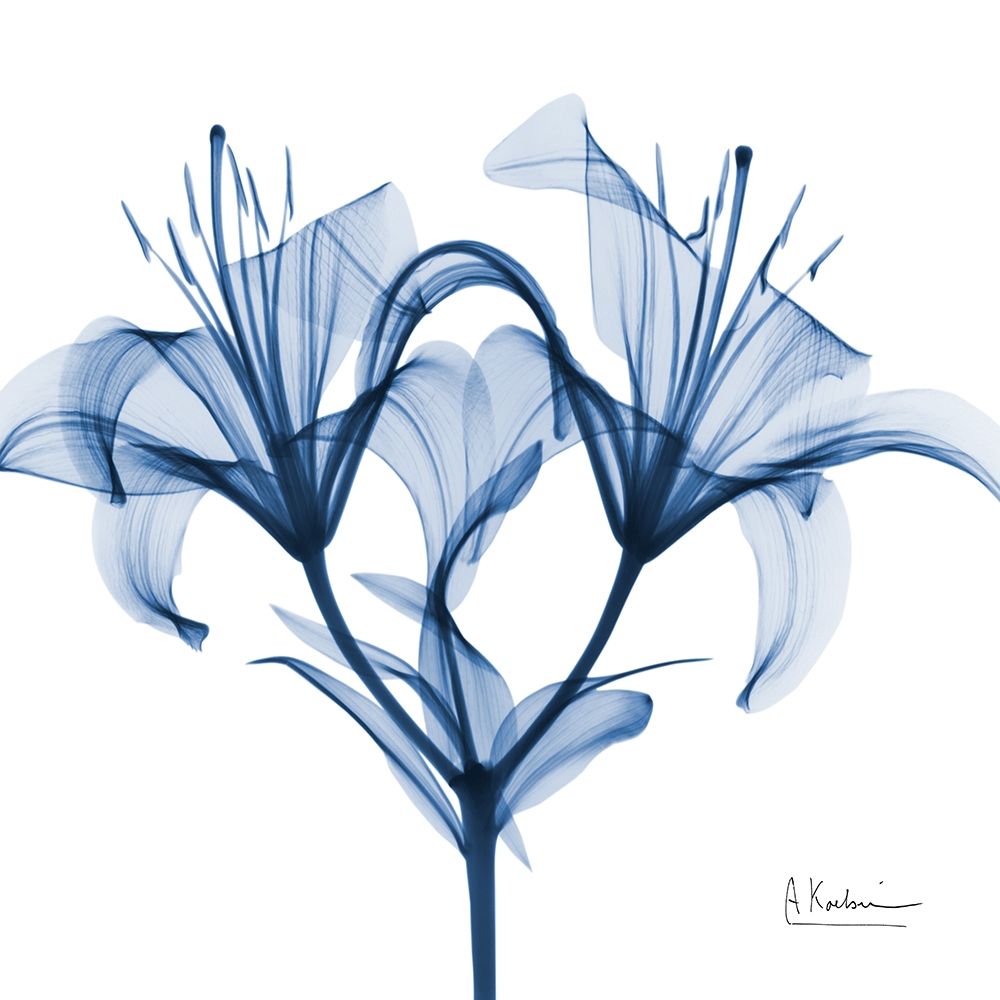 Indigo Lily art print by Albert Koetsier for $57.95 CAD