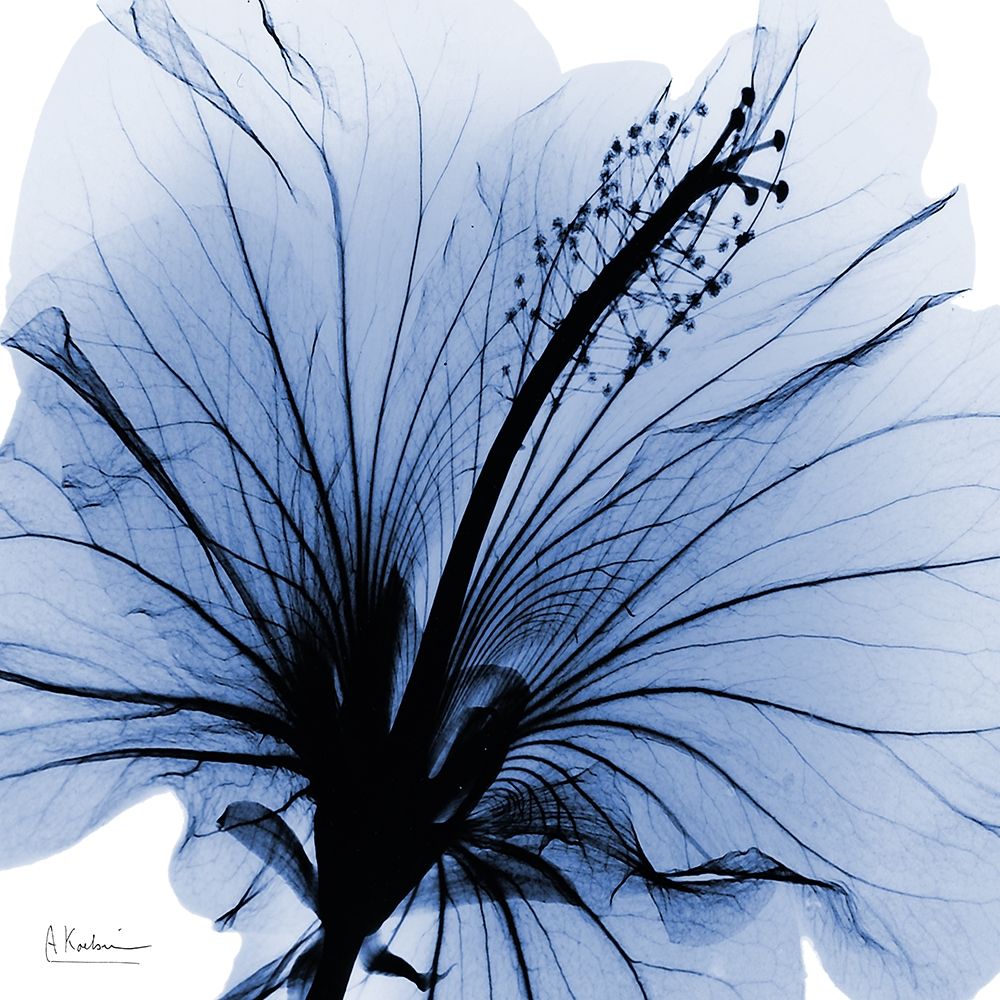 Indigo Hibiscus Turn art print by Albert Koetsier for $57.95 CAD