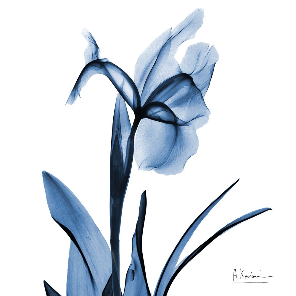 Indigo Iris art print by Albert Koetsier for $57.95 CAD