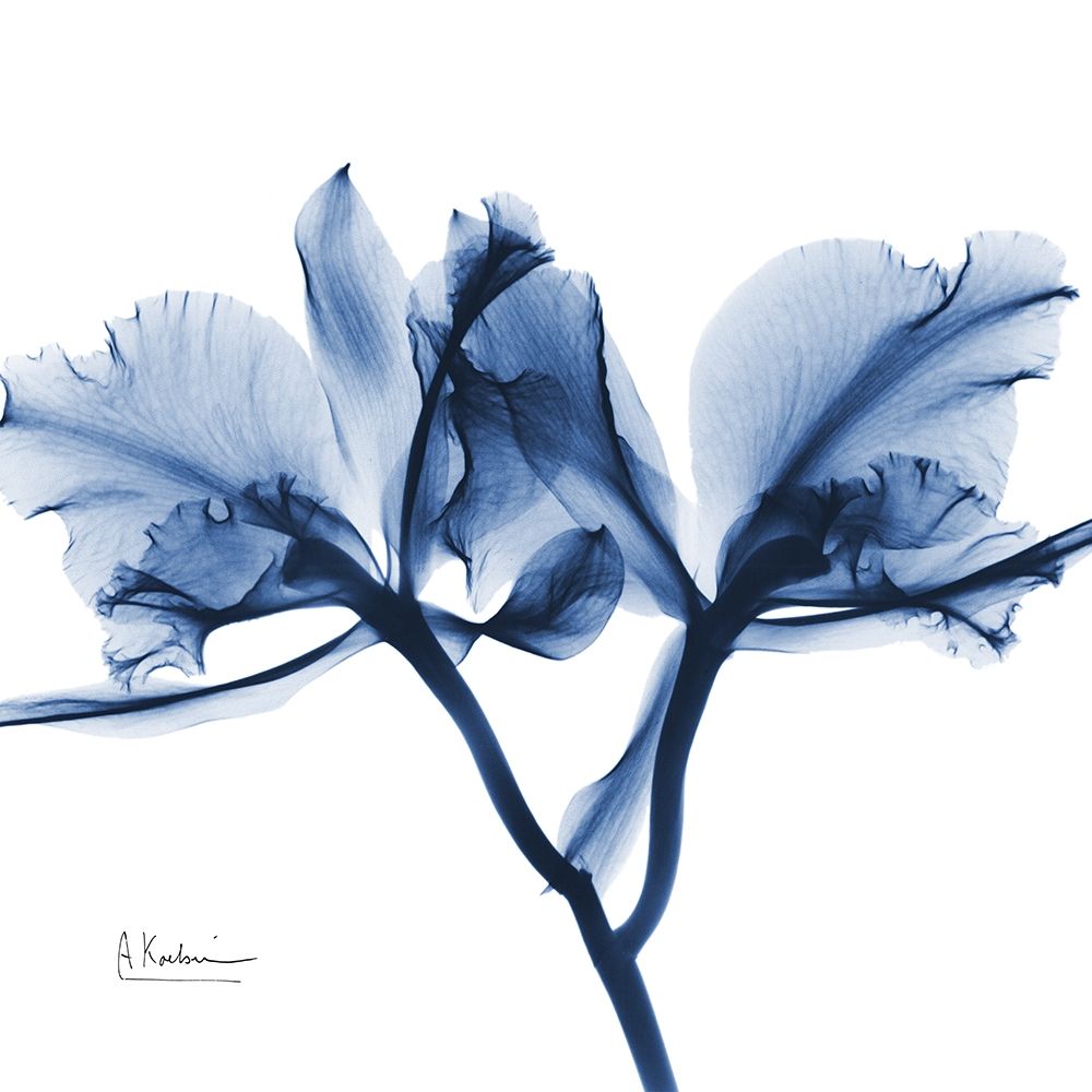 Indigo Orchid art print by Albert Koetsier for $57.95 CAD
