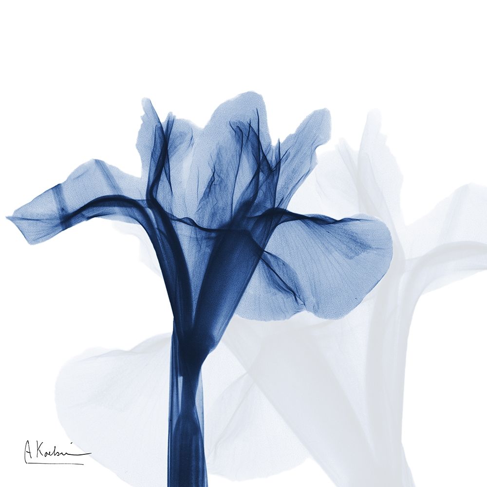 Indigo Infused Iris art print by Albert Koetsier for $57.95 CAD