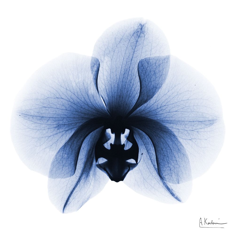 Indigo Infused Orchid 1 art print by Albert Koetsier for $57.95 CAD