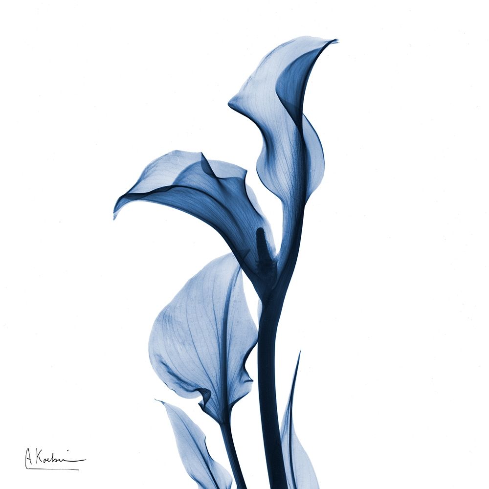 Indigo Covered Calla Lily art print by Albert Koetsier for $57.95 CAD