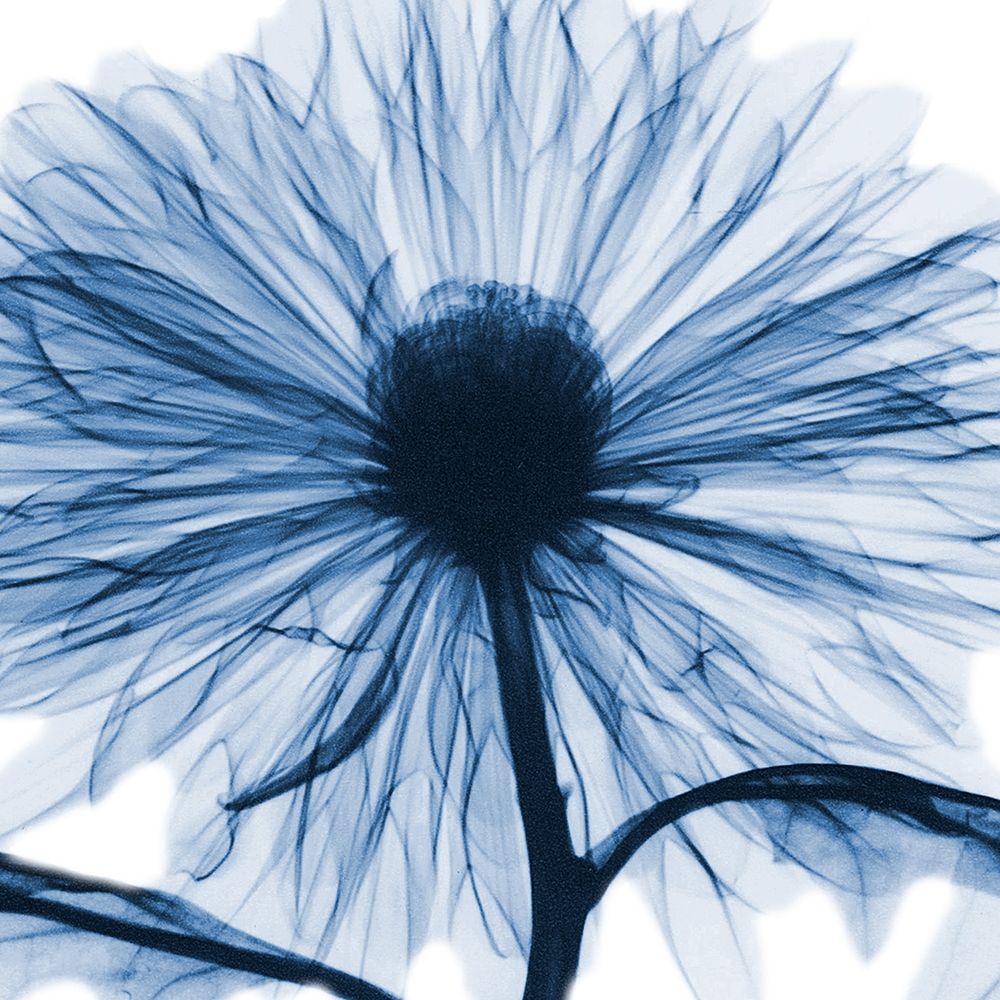 Indigo Chrysanthemum art print by Albert Koetsier for $57.95 CAD