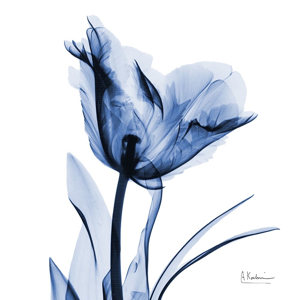 Indigo Softened Tulip art print by Albert Koetsier for $57.95 CAD