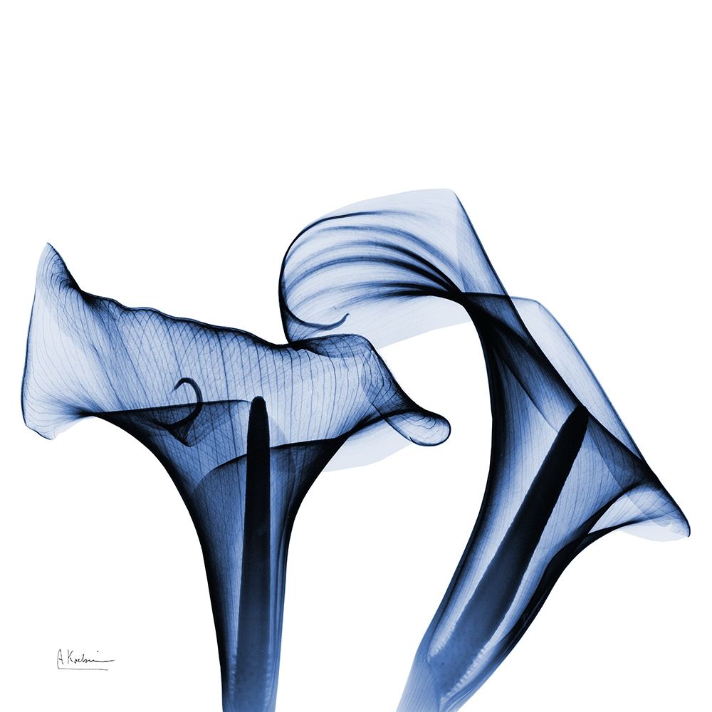 Twin Indigo Calla Lilies art print by Albert Koetsier for $57.95 CAD