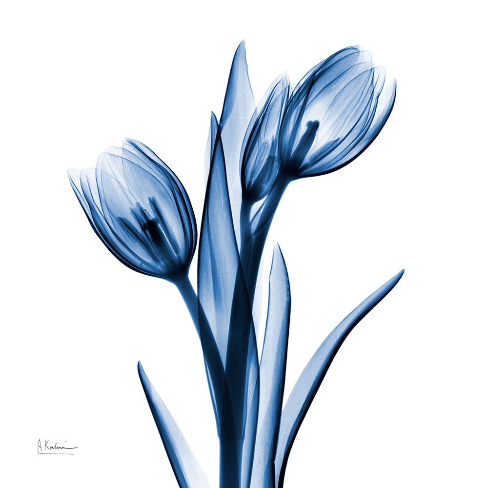 Indigo Loved Tulips art print by Albert Koetsier for $57.95 CAD