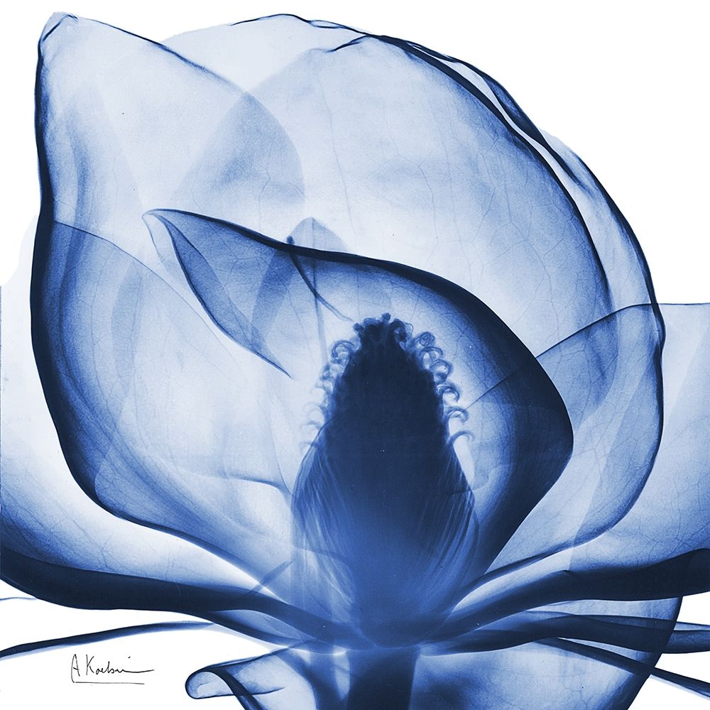 Indigo Magnolia art print by Albert Koetsier for $57.95 CAD