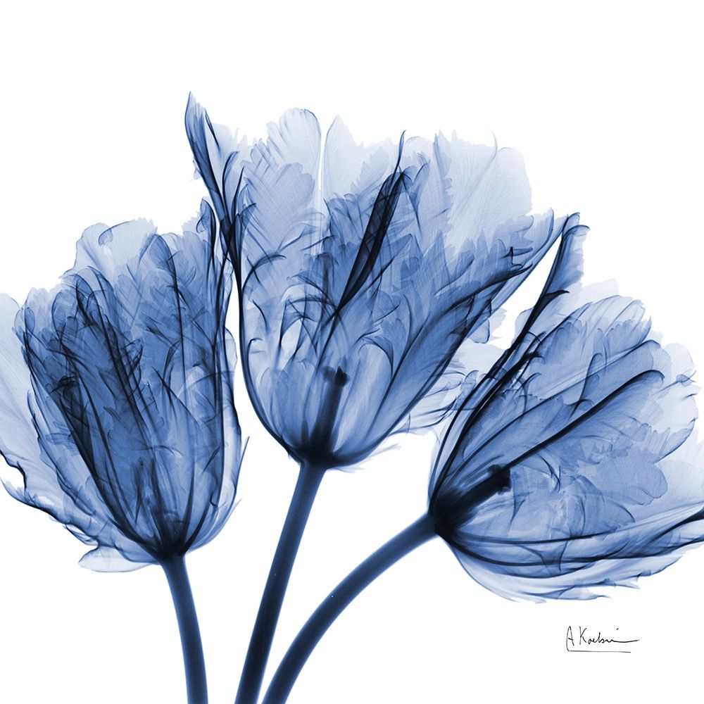 Indigo Stunning Tulips art print by Albert Koetsier for $57.95 CAD