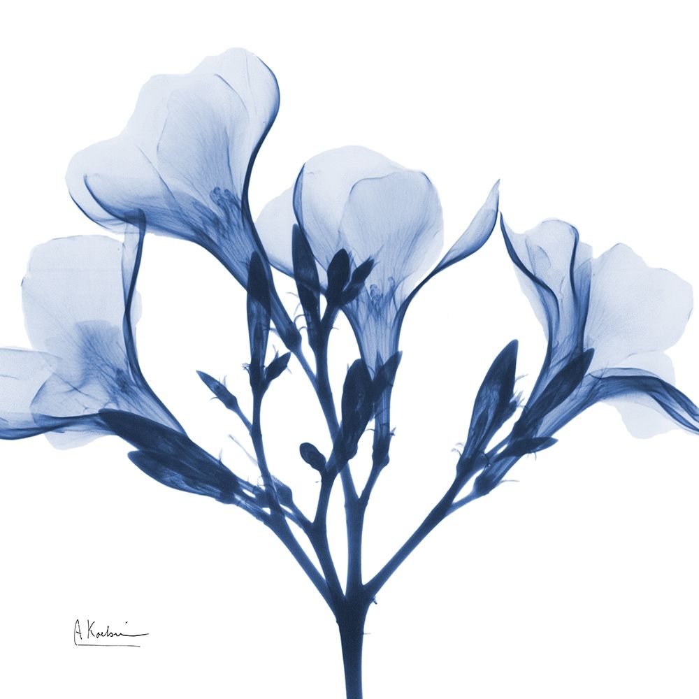 Indigo Oleander art print by Albert Koetsier for $57.95 CAD