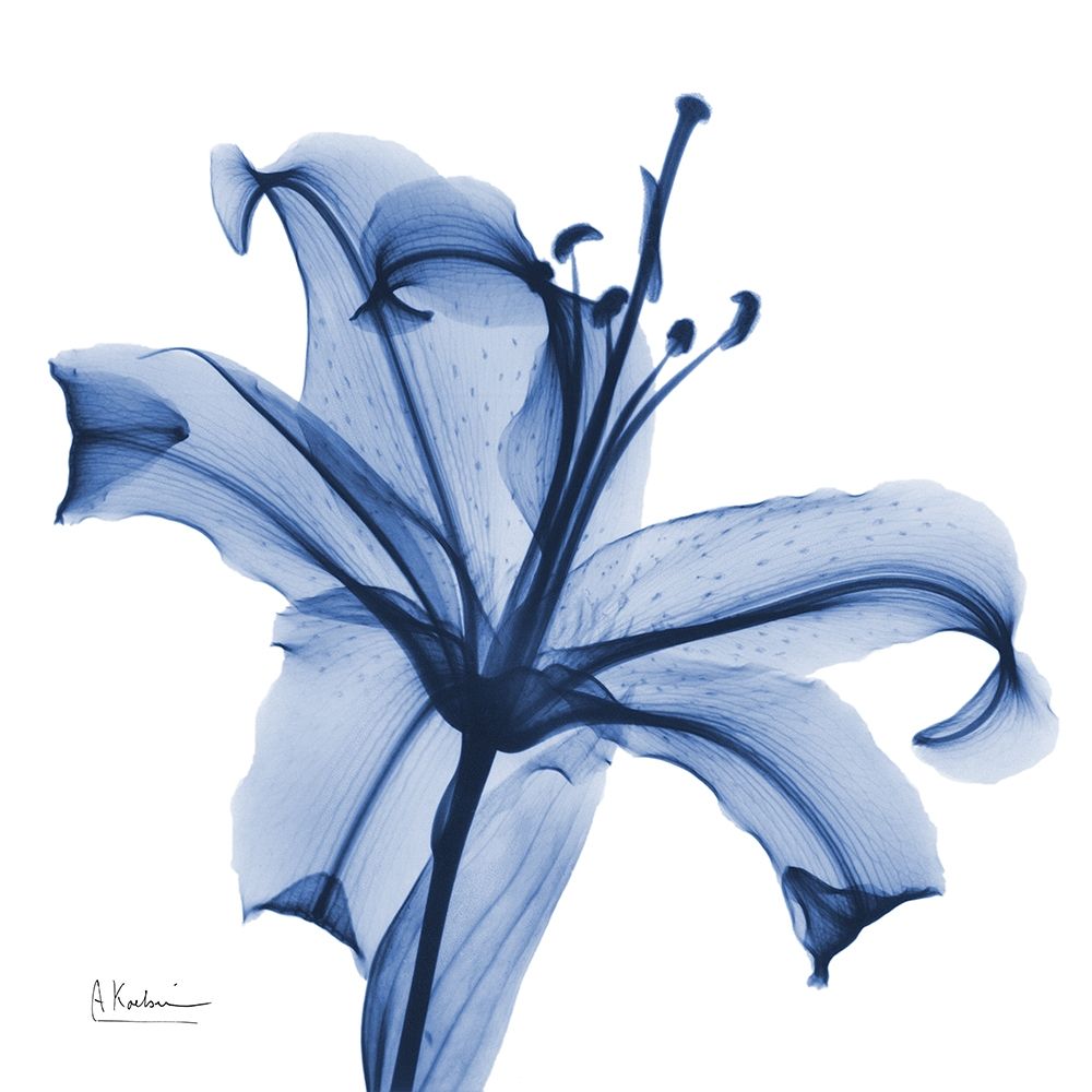 Glorious Indigo Lily art print by Albert Koetsier for $57.95 CAD