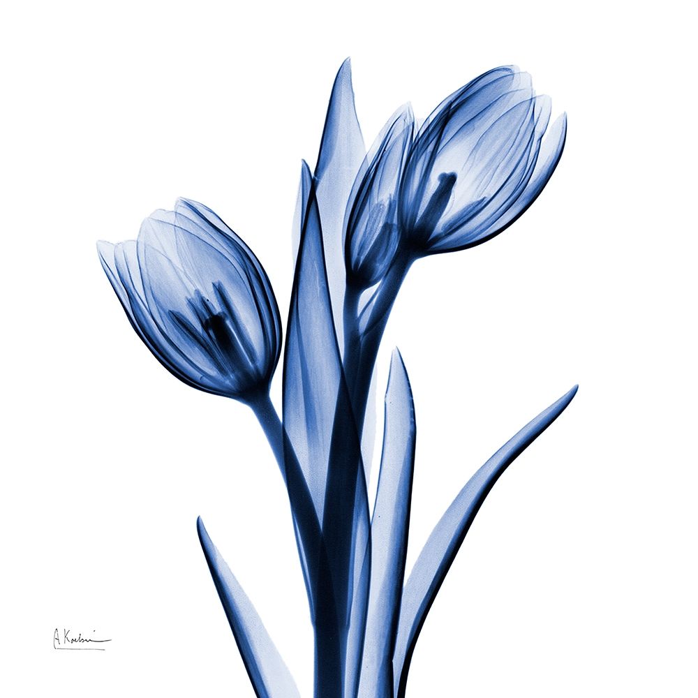 Enchanted Indigo Tulips art print by Albert Koetsier for $57.95 CAD