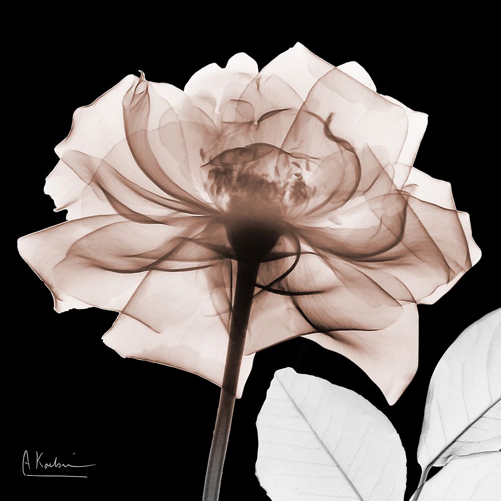 Mocha Rose 1 V2 art print by Albert Koetsier for $57.95 CAD