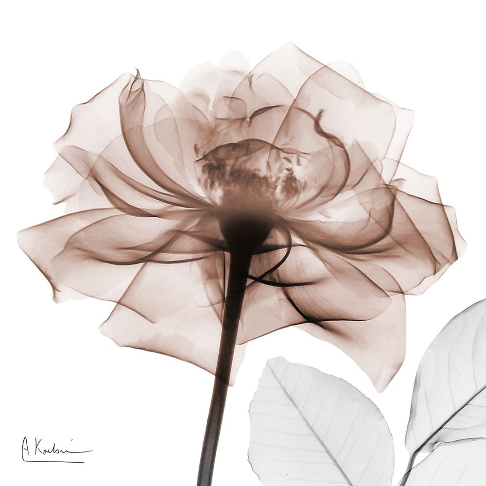 Mocha Rose 1 art print by Albert Koetsier for $57.95 CAD