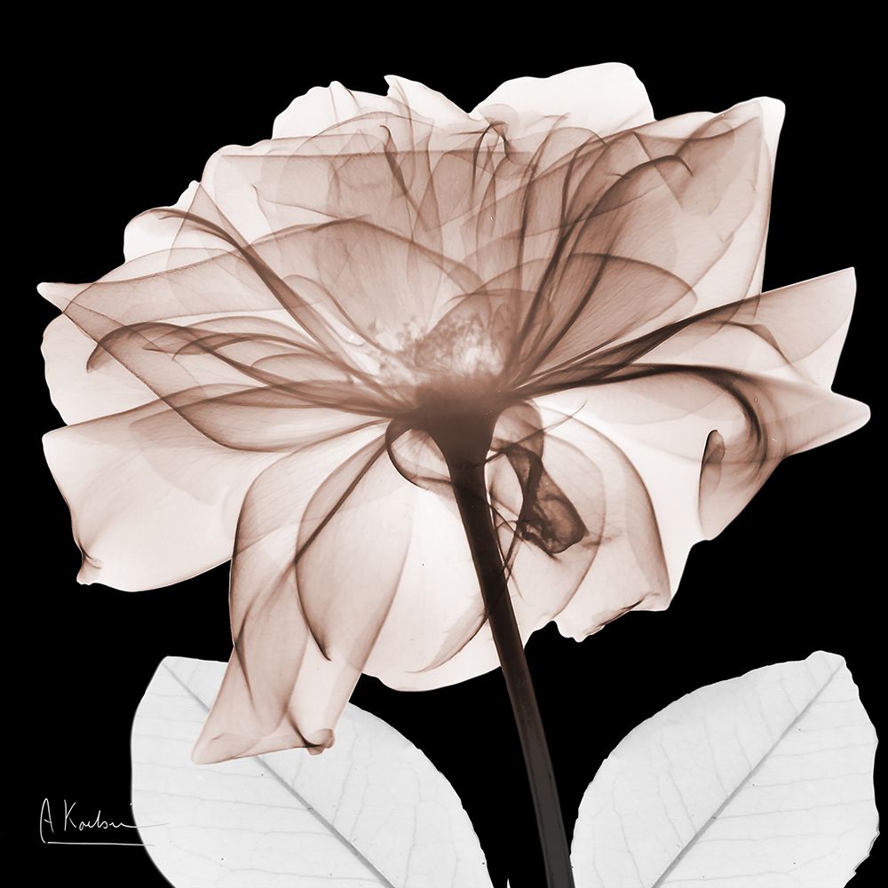 Mocha Rose 2 V2 art print by Albert Koetsier for $57.95 CAD