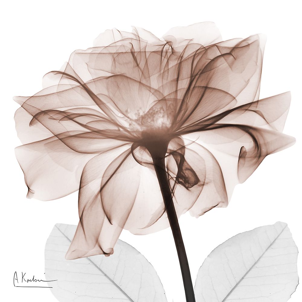 Mocha Rose 2 art print by Albert Koetsier for $57.95 CAD
