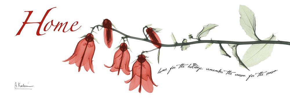 Campanula H77 art print by Albert Koetsier for $57.95 CAD