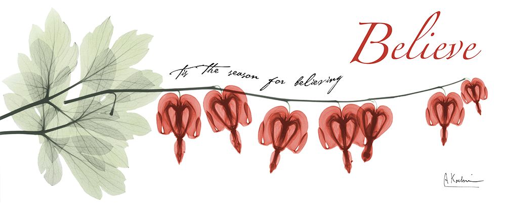 Bleeding Heart H64 art print by Albert Koetsier for $57.95 CAD