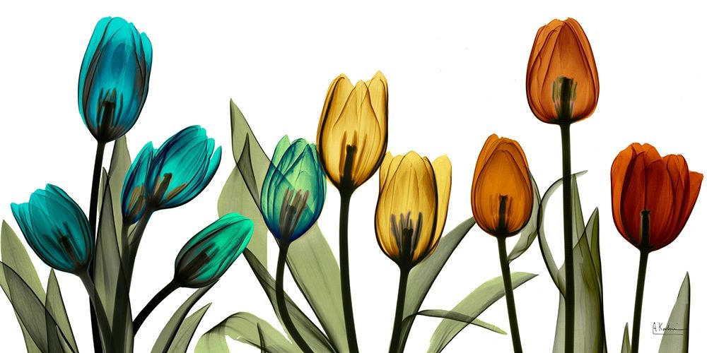 New Tulipscape art print by Albert Koetsier for $57.95 CAD
