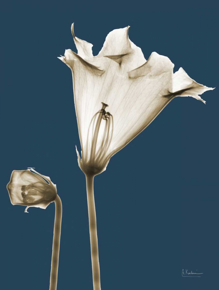 Gloxinia TOP art print by Albert Koetsier for $57.95 CAD