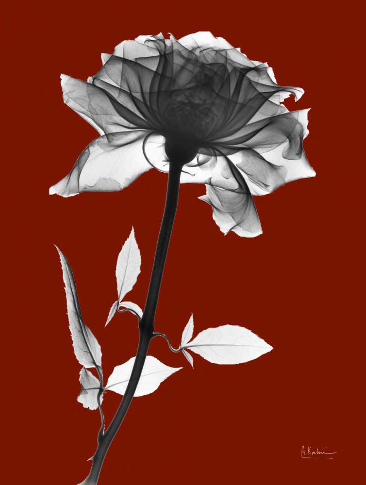 Red Rose art print by Albert Koetsier for $57.95 CAD
