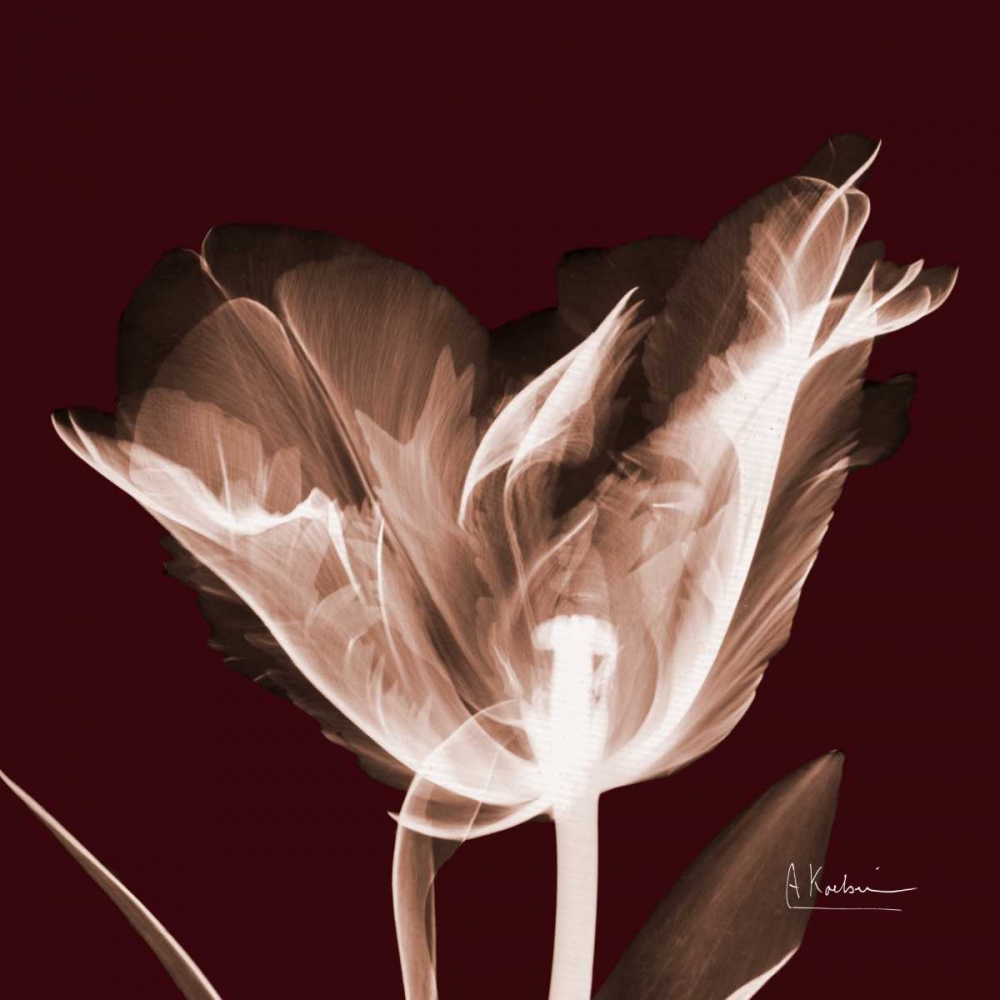 Tabitha Tulip Single art print by Albert Koetsier for $57.95 CAD