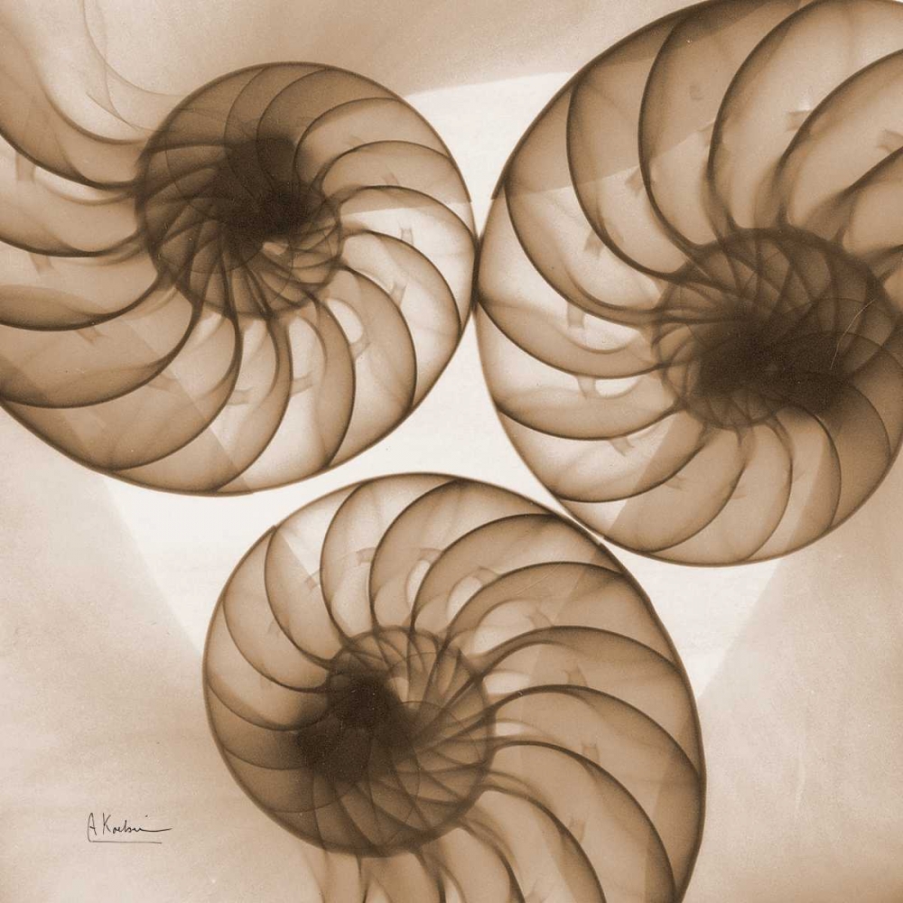 Brown Shell  Triple art print by Albert Koetsier for $57.95 CAD