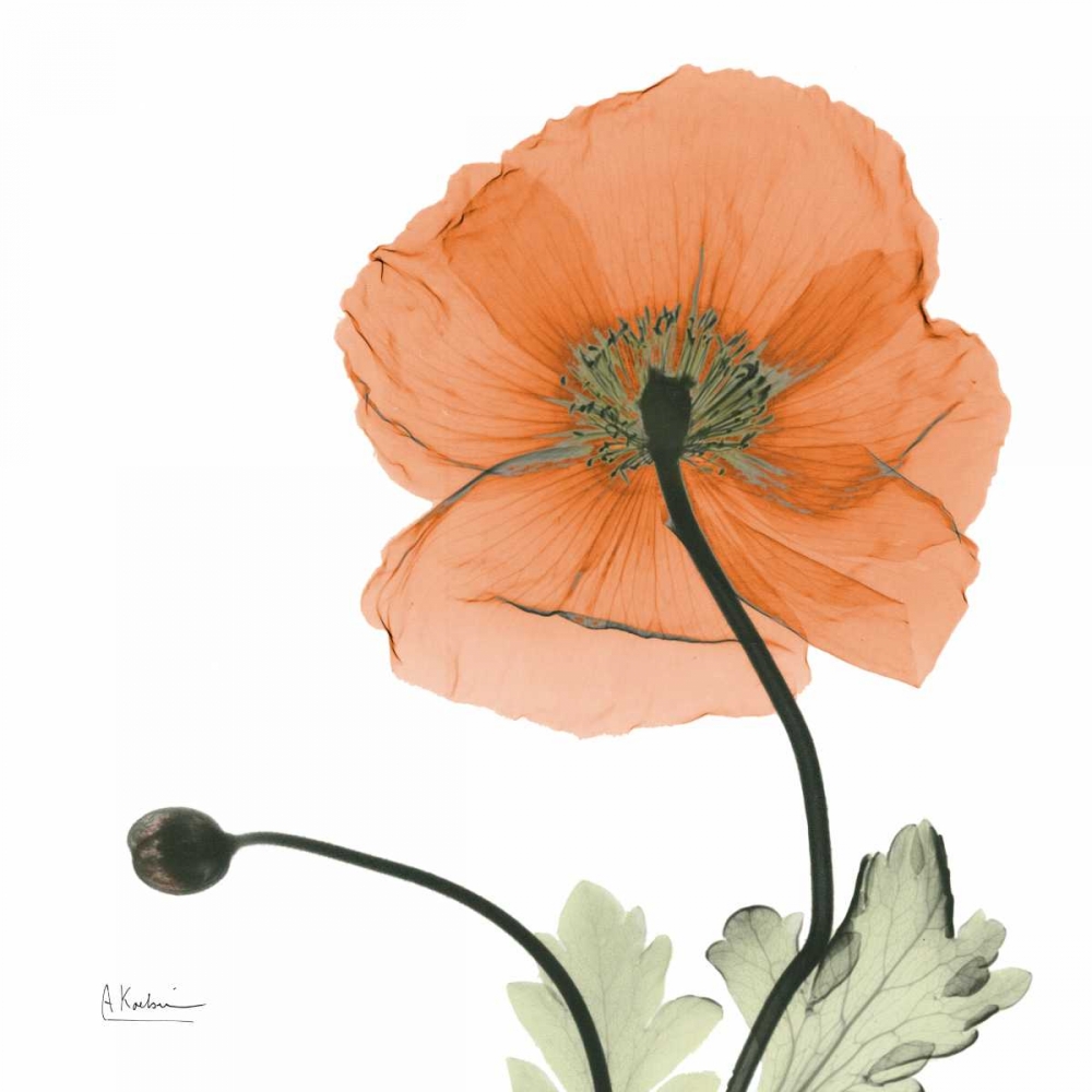 A Gift of Flowers in Orange art print by Albert Koetsier for $57.95 CAD