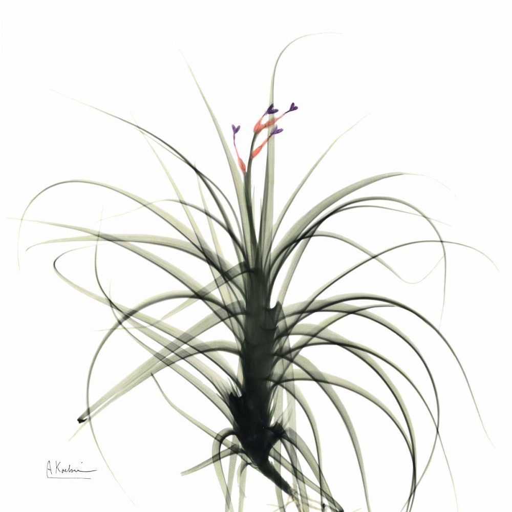 Biancas Bud art print by Albert Koetsier for $57.95 CAD