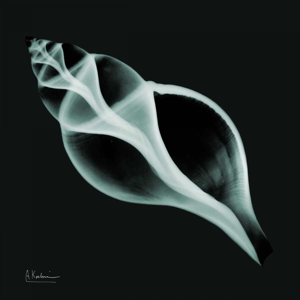 Tulip Shell_sepia art print by Albert Koetsier for $57.95 CAD
