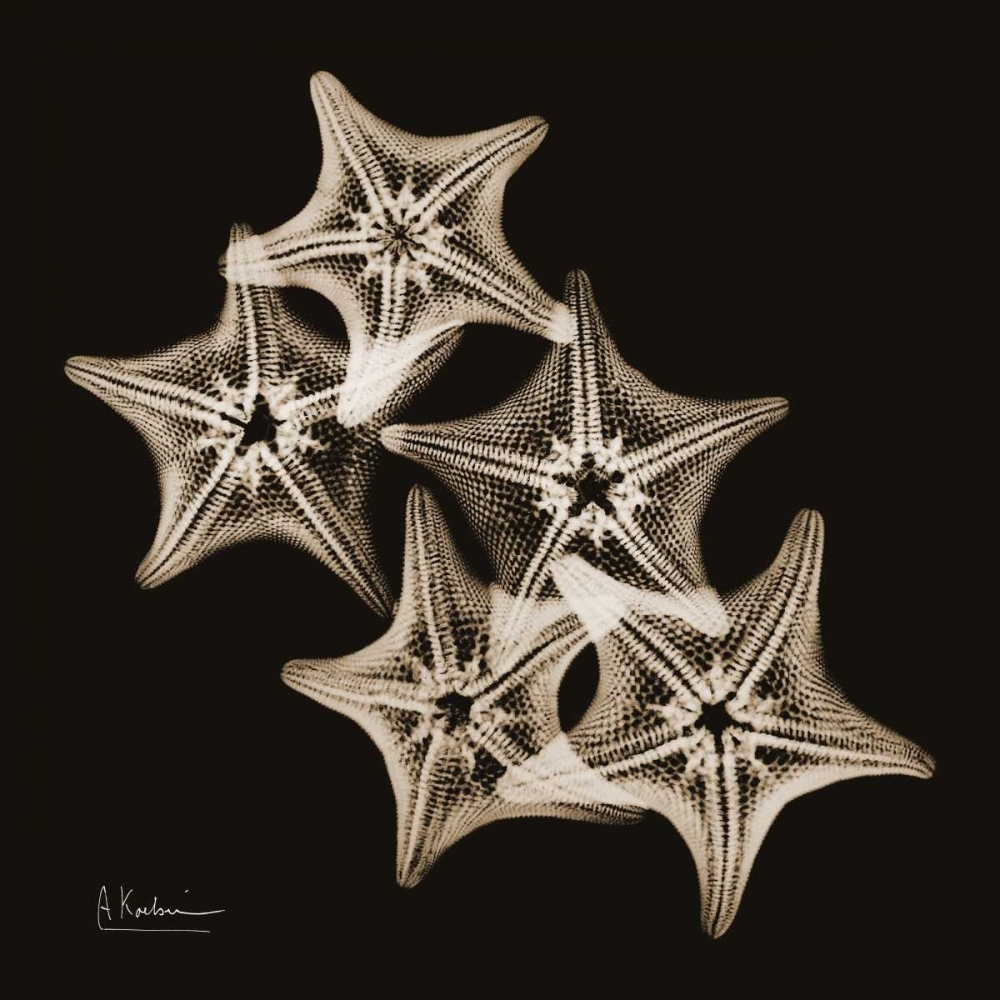 Starfish_sepia art print by Albert Koetsier for $57.95 CAD