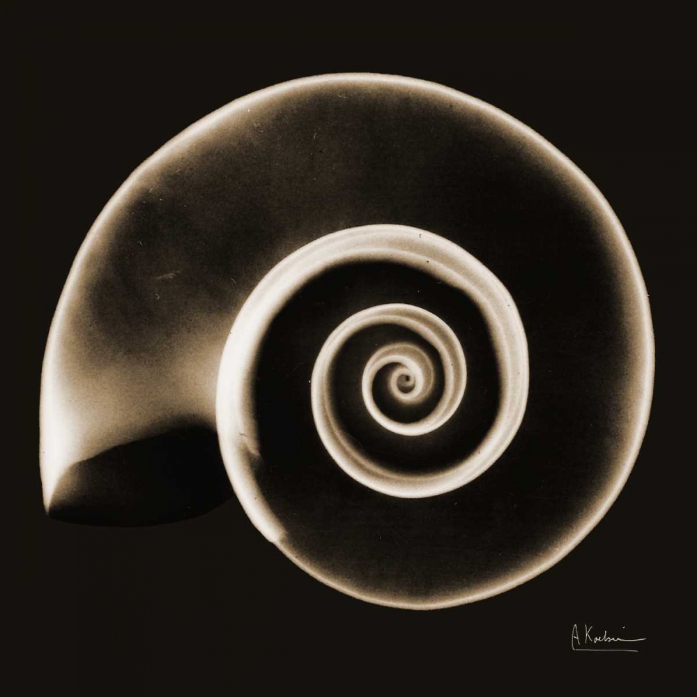 Rams horn Snail Shell Sepia art print by Albert Koetsier for $57.95 CAD