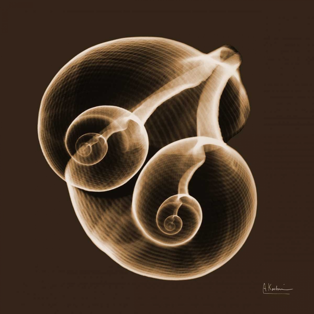 Fig Shells F140 art print by Albert Koetsier for $57.95 CAD
