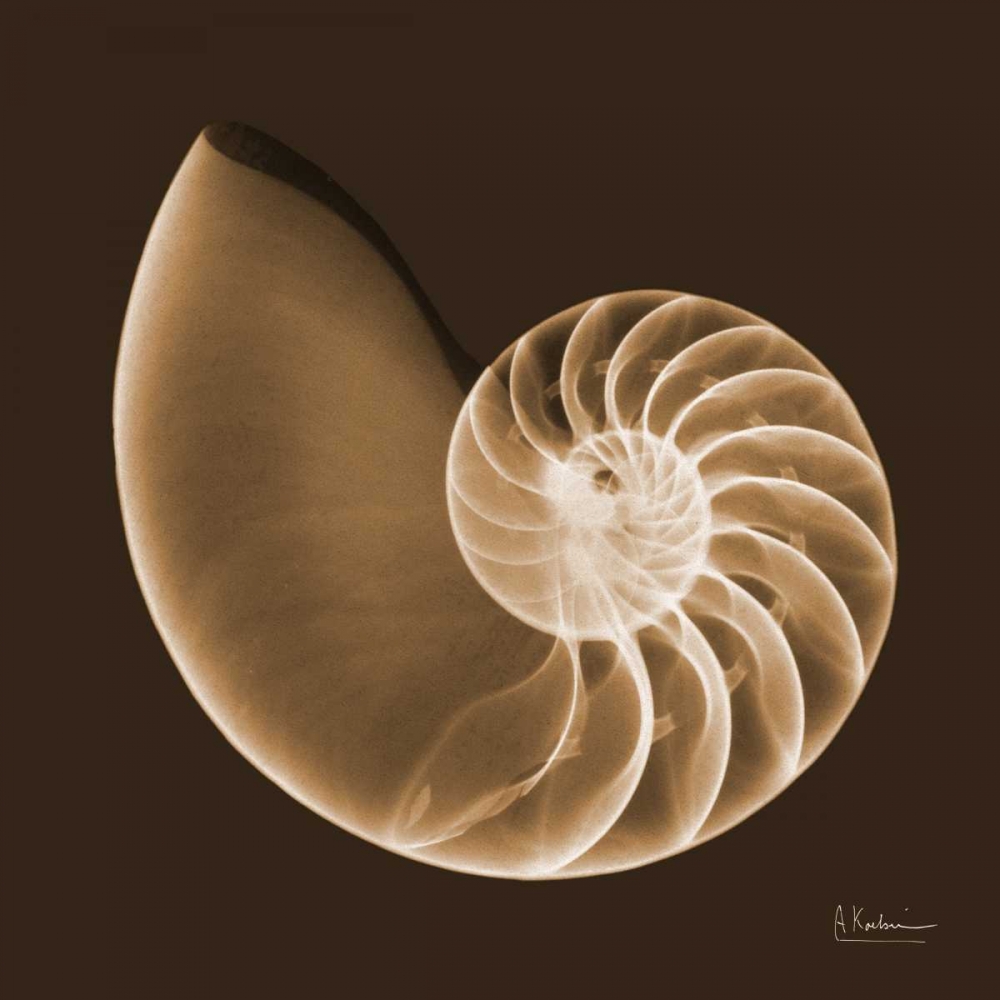 Sepia Nautilus art print by Albert Koetsier for $57.95 CAD