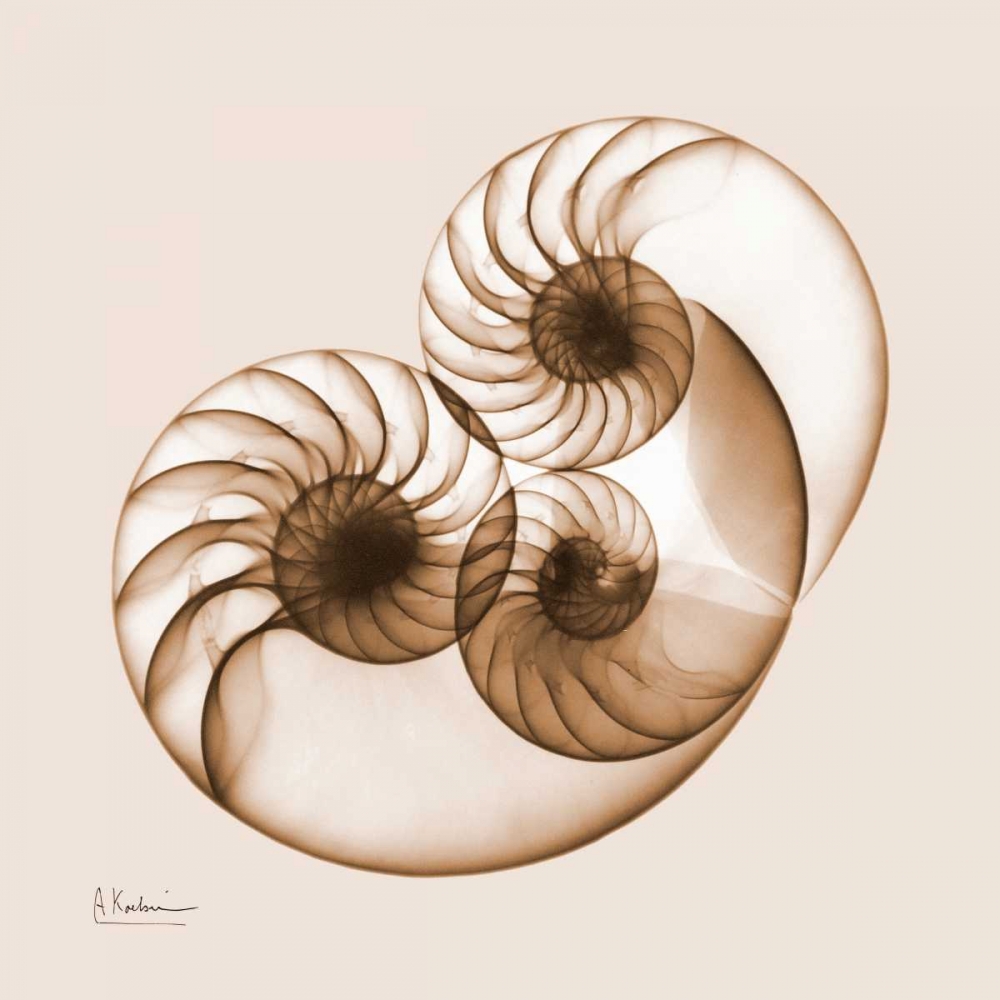 Sepia Nautilus 2 art print by Albert Koetsier for $57.95 CAD