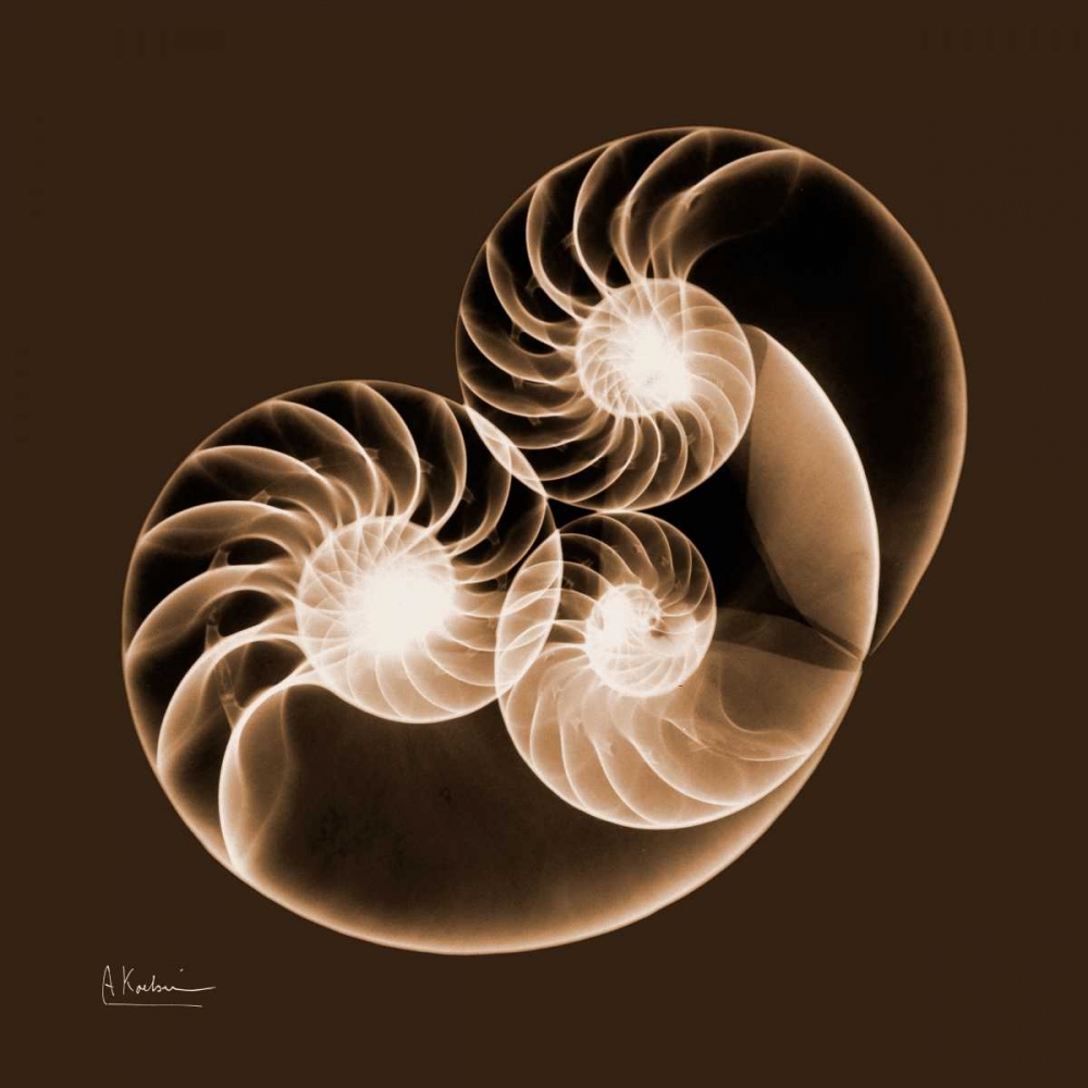 Sepia Nautilus 2 art print by Albert Koetsier for $57.95 CAD