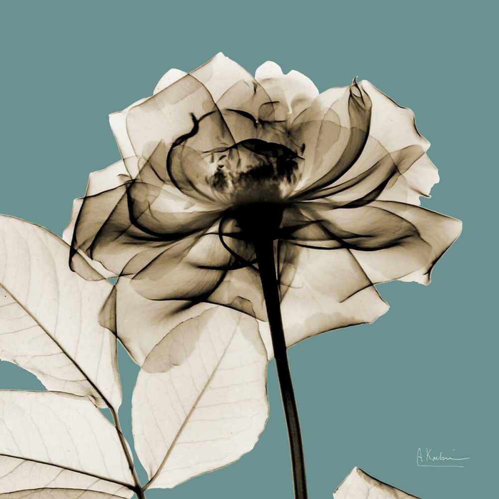 Mineral Rose art print by Albert Koetsier for $57.95 CAD